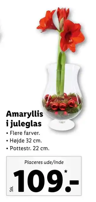 Lidl Amaryllis i juleglas tilbud