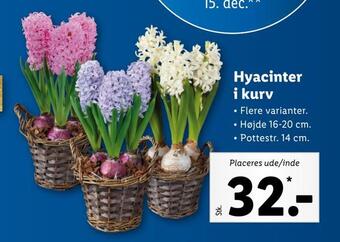 Lidl Hyacinter i kurv tilbud