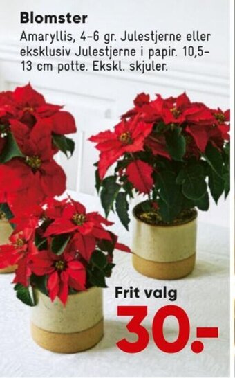 Bilka Blomster tilbud