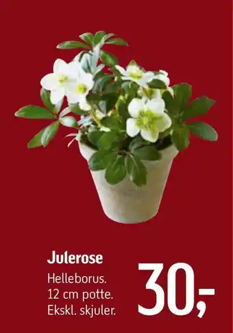 Julerose