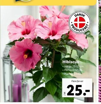 Let-Køb Hibiscus tilbud