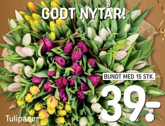 Tulipaner