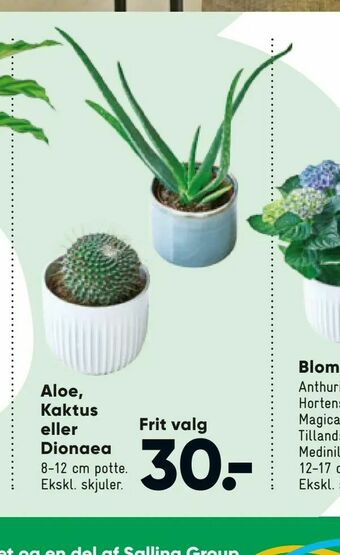 Bilka Aloe, Kaktus eller Dionaea tilbud