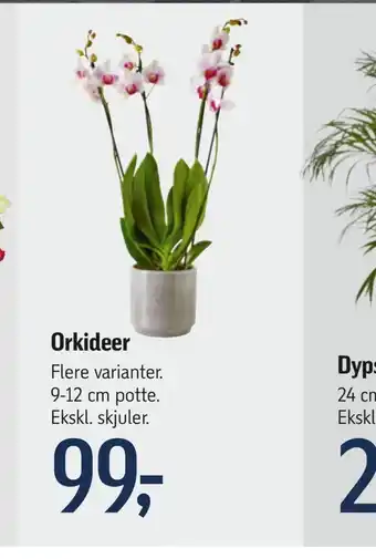 Orkideer