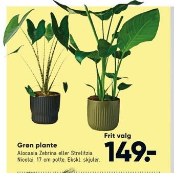 Bilka Grøn Plante tilbud