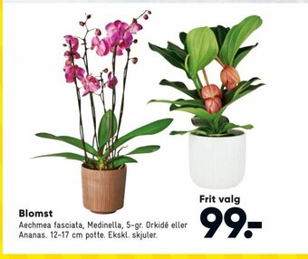 Bilka Blomst tilbud