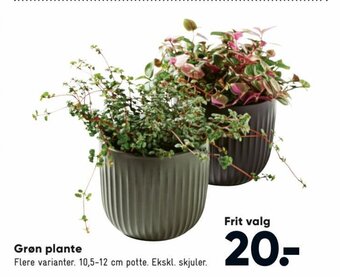 Bilka Grøn Plante tilbud