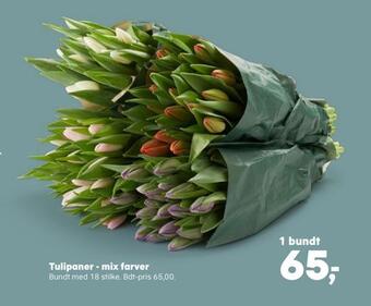 SuperBrugsen Tulipaner - mix farver tilbud