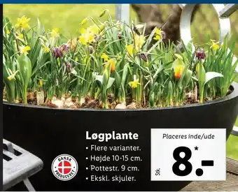 Lidl Løgplante tilbud