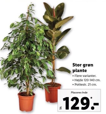 Stor grøn plante