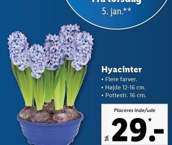 Lidl Hyacinter tilbud