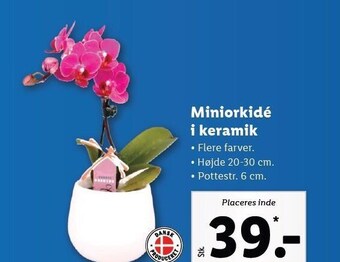 Lidl Miniorkidé i keramik tilbud