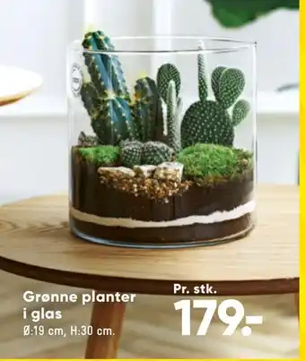 Bilka Grønne planter i glas tilbud