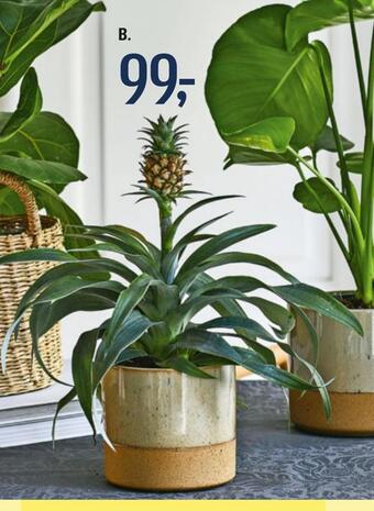 Føtex Grønne planter tilbud