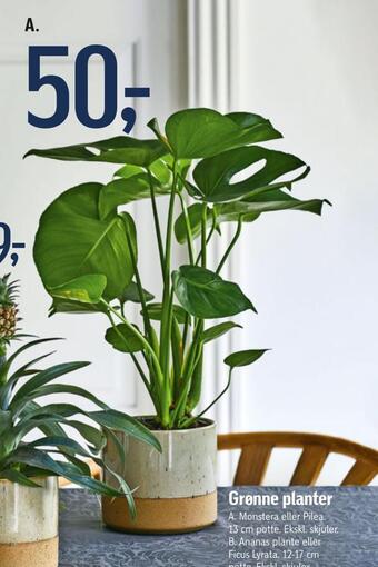 Grønne planter