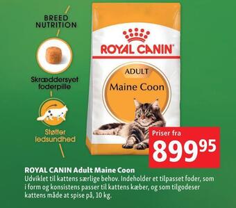 Maxi Zoo Royal canin adult maine coon tilbud