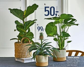 Føtex Ukendt planter tilbud