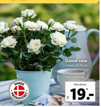 Let-Køb Dansk rose tilbud
