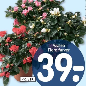 REMA 1000 Azalea tilbud
