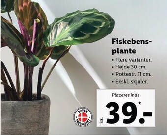 Lidl Fiskebensplante tilbud