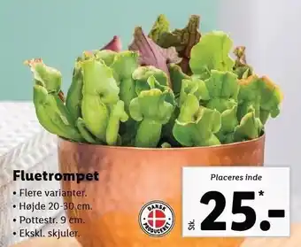 Lidl Fluetrompet tilbud