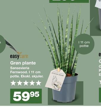 Grøn plante