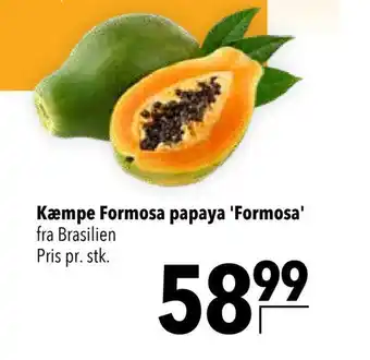 Citti Kæmpe formosa papaya 'formosa' tilbud