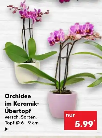 Kaufland Orchidee im Keramik -Übertopf tilbud