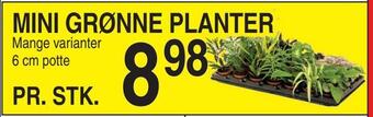 ABC Lavpris Mini grønne planter tilbud