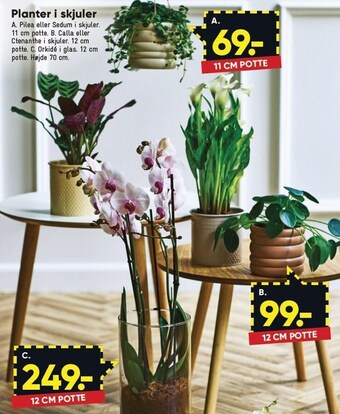Planter i skjuler