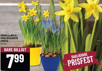 Påskeliljer el. perlehyacinter i potte