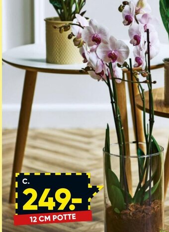 Bilka Orkidé i Glas tilbud