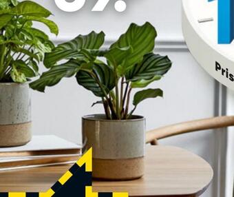 Bilka Grønne planter tilbud