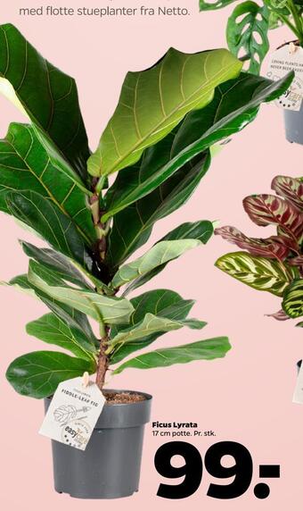 Ficus lyrata