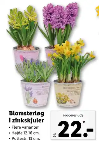 Lidl Blomsterløg i zinkskjuler tilbud