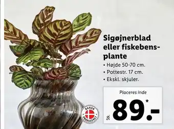Sigøjnerblad eller fiskebensplante