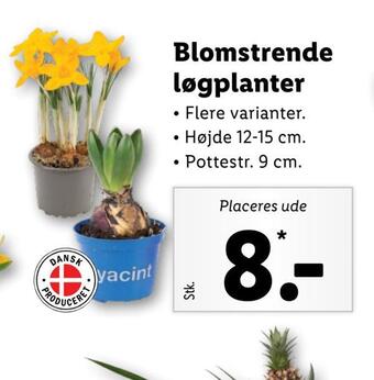 Lidl Blomstrende løgplanter tilbud