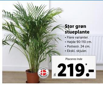 Lidl Stor grøn stueplante tilbud
