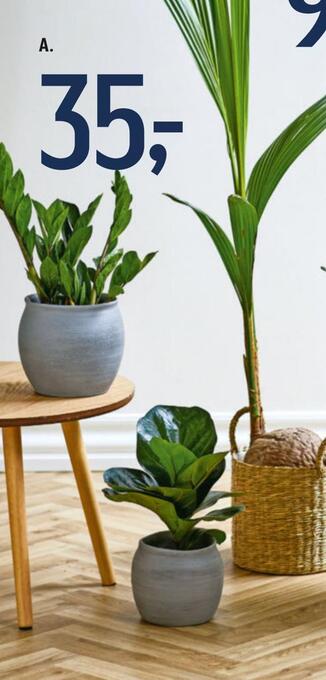 Føtex Grønne planter tilbud
