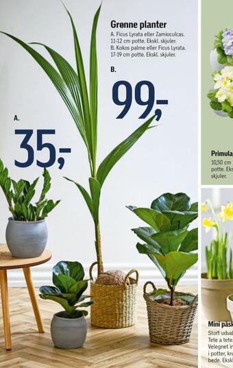Føtex Grønne planter tilbud