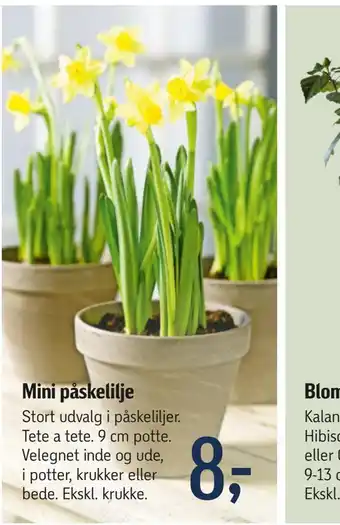 Føtex Mini påskelilje tilbud