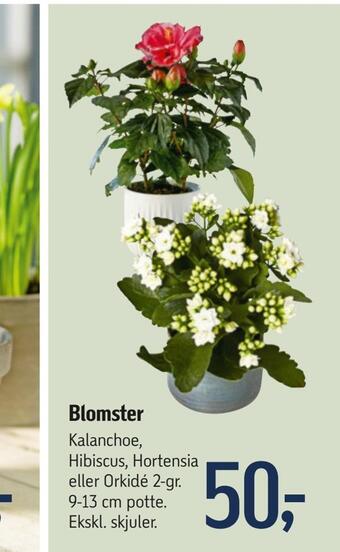 Føtex Blomster tilbud