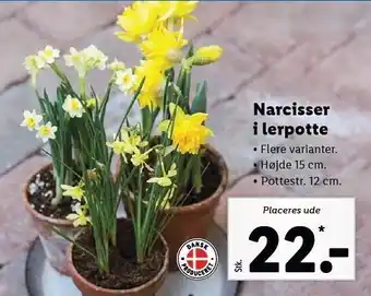 Lidl Narcisser i lerpotte tilbud