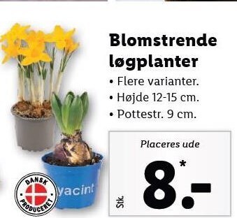 Lidl Blomstrende løgplanter tilbud