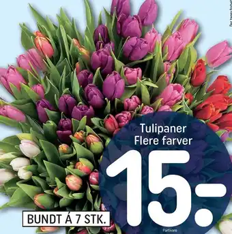 REMA 1000 Tulipaner flere farver, bundt af 7 stk. tilbud