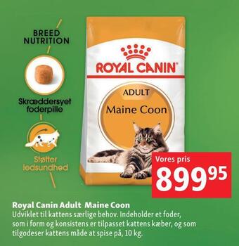 Maxi Zoo Royal canin adult maine coon tilbud