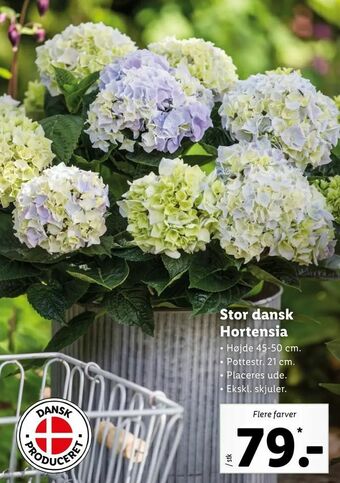 Let-Køb Stor dansk Hortensia tilbud