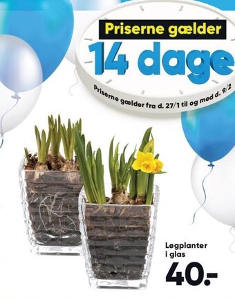 Bilka Løgplanter tilbud
