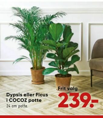 Bilka Dypsis eller Ficus i COCOZ potte tilbud
