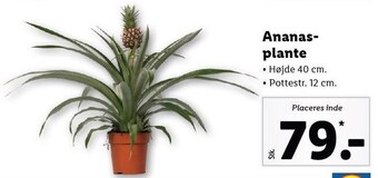 Ananas-plante
